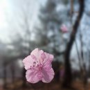 진달래공원 | 2026. 3. 28. 토요일 일산호수공원 진달래ㆍ산수유 후기