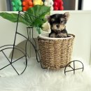 야옹아멍멍해봐삼각점 이미지