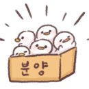 랙돌캐터리 알렉산더돌스 이미지