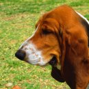 바셋하운드 이미지