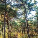 옥마산등산로 이미지