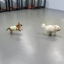나와놀개 네이버블로그