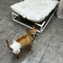 코디애견샵 | 강아지 고양이 목걸이 천연석목걸이 추천 데일리 펫코디 후기