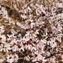 미선농장 2 이미지