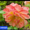 사하라 - 경주시 양정로251번길 4 | 사하라