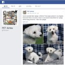 BICHON KOREA 이미지