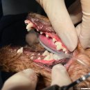 오션동물메디컬센터 이미지