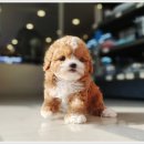 야옹아 멍멍해봐 강아지고양이 평택점 | 천안강아지분양 꼼꼼하게