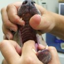 팜동물약국 이미지