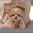 퍼피스타일 이미지