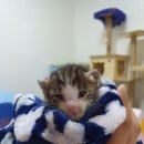 형제그린 이미지