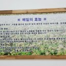 백세막국수