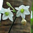 유카리스 이미지