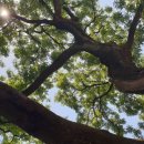 선산중앙로-15 이미지