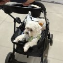 호랑이쌀국수 이미지