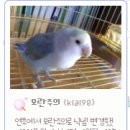 모란주