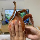 [도로]농수산물 도매시장 | 구리농수산물도매시장[사랑수산] 꽃게찜 솔직후기