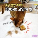 그루밍시즌 | 고양이빗 추천, 집 곳곳에 두고 쓰는 ZOORO 주로 그루밍 브러쉬
