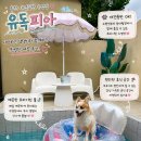 유독피아 | 강원도 홍천 독채 숙소 애견 동반 수영장 유독피아 3ROM