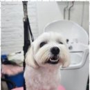 오늘도 예쁘개 이미지