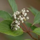 지리산큰나무 이미지