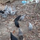 강원도 청계 농장 이미지