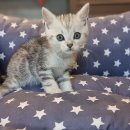 프리미엄캣 이미지