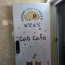 쓰담쓰담 | 강릉에도 귀여운 고양이 카페가 있다! &#39;쓰담쓰담&#39; 후기