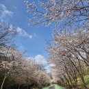 세븐일레븐도봉개나리공원점 | 상암 하늘공원 벚꽃 개화 현황 후기(서울 숨은 벚꽃 명소)