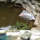 진천관상어 이미지