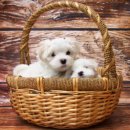 24시잠실ON동물의료센터 이미지