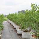 직산농장 이미지