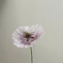 어메이징콰이어 | 양귀비 어메이징 그레이 첫 개화 [양귀비 예찬]