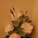 동탄P&P메디칼프라자 이미지