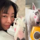 바른반려견센터 이미지