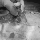 스마일동물의료센터 이미지