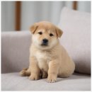 버디독 강아지분양 고양이분양 안심분양센터 인천점 이미지