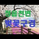 전북 정읍시 천변 벚 꽃구경 이미지