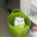 이쁘냥 고양이미용실 서대문점 | 이쁘냥 고양이미용실 서대문점 | 한 번 방문하면 다른 샵 못 가