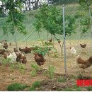 남평축산 이미지