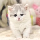 대구고양이분양 원펫 | 화원고양이분양 후기 좋은 이유 직접 경험해보세요!