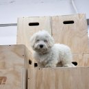 크로스핏지케이 - 고양시 일산동구 강석로 113 | 크로스핏지케이