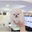 개키우는남자 강아지분양 대구본점 이미지