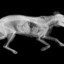 호평동물병원 이미지