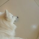 캣독카페 이미지