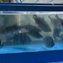 길동회직판장 이미지