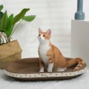 멍냥이노리터 이미지