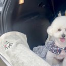 휴도기 그루밍 이미지