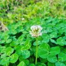 네잎클로버의 메아리 이미지