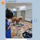 본애견미용실 이미지